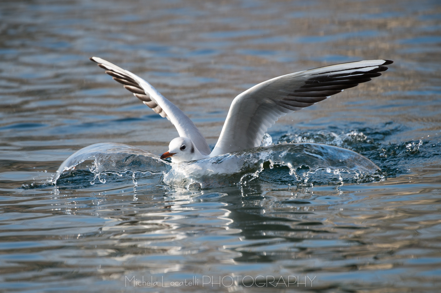 Passeggiando a Lugano - Parco Ciani 2018 acqua, Gabbiano, lago, lugano, parco ciani, schizzi, svizzera, swiss, ticino, uccelli,